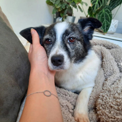 Tierschutzverein Pfotenglück Schwaben e.V. - powered by Bscout® - Faire Suchmaschine & Netzwerk!